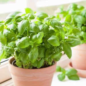 Basil Plant