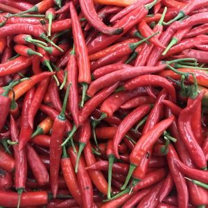 Chili Plants
