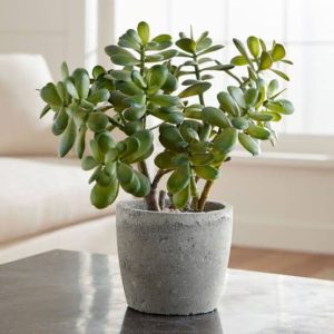 Jade Plant