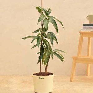 Mango Plant
