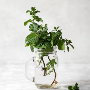 Mint Plant