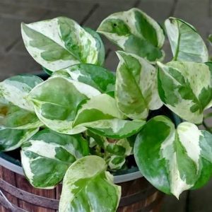 Money Plant