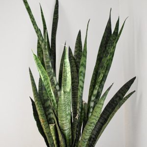 Peace Lily