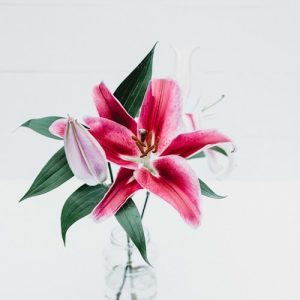Rose Plant