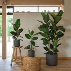 Rubber Plant