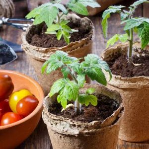 Tomato Seedlings