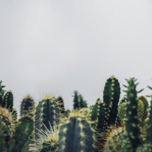 ZZ Plant